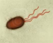 flagella bacteria