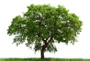 loan-oak-tree