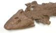 Tiktaalik