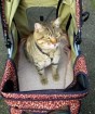cat-in-trendy-stroller