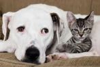 dog and kitten