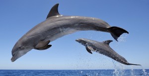 Dolphin