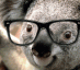 koala in glasses