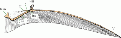 pterosaur wing