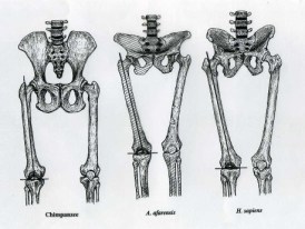 chimp, "Lucy", modern human