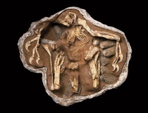 Fossilized Oviraptor brooding her nest