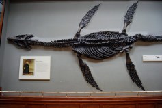 Plesiosaur fossil found by Mary Anning in 1821
