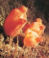 sea squirt