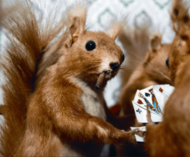 card playing squirrel single