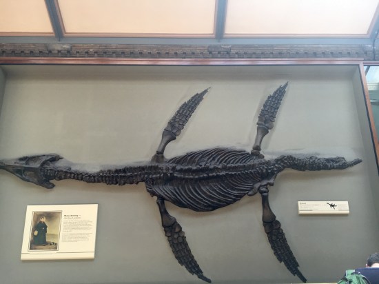NHM plesiosaur