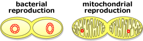 bacterial-and-mitochondrial-reproduction