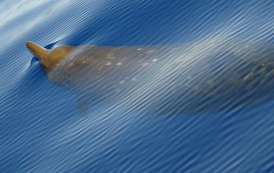 beaked_whale