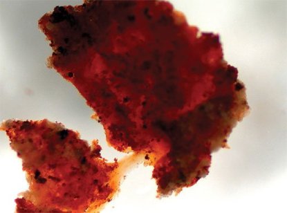 dinosaur-shocker-520-386-jpg__800x600_q85_crop