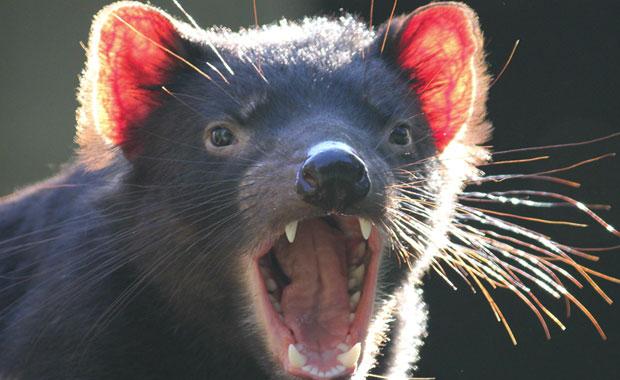 tasmanian devil