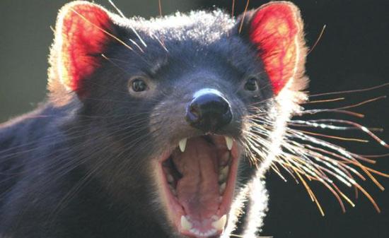 tasmanian devil