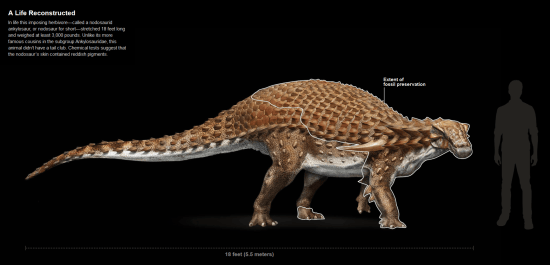 drawing of nodosaur compared to human natgeo