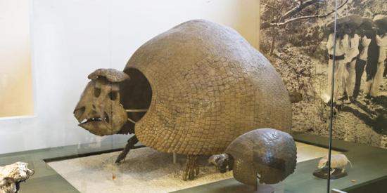 glyptodonts_dynamic_lead_slide