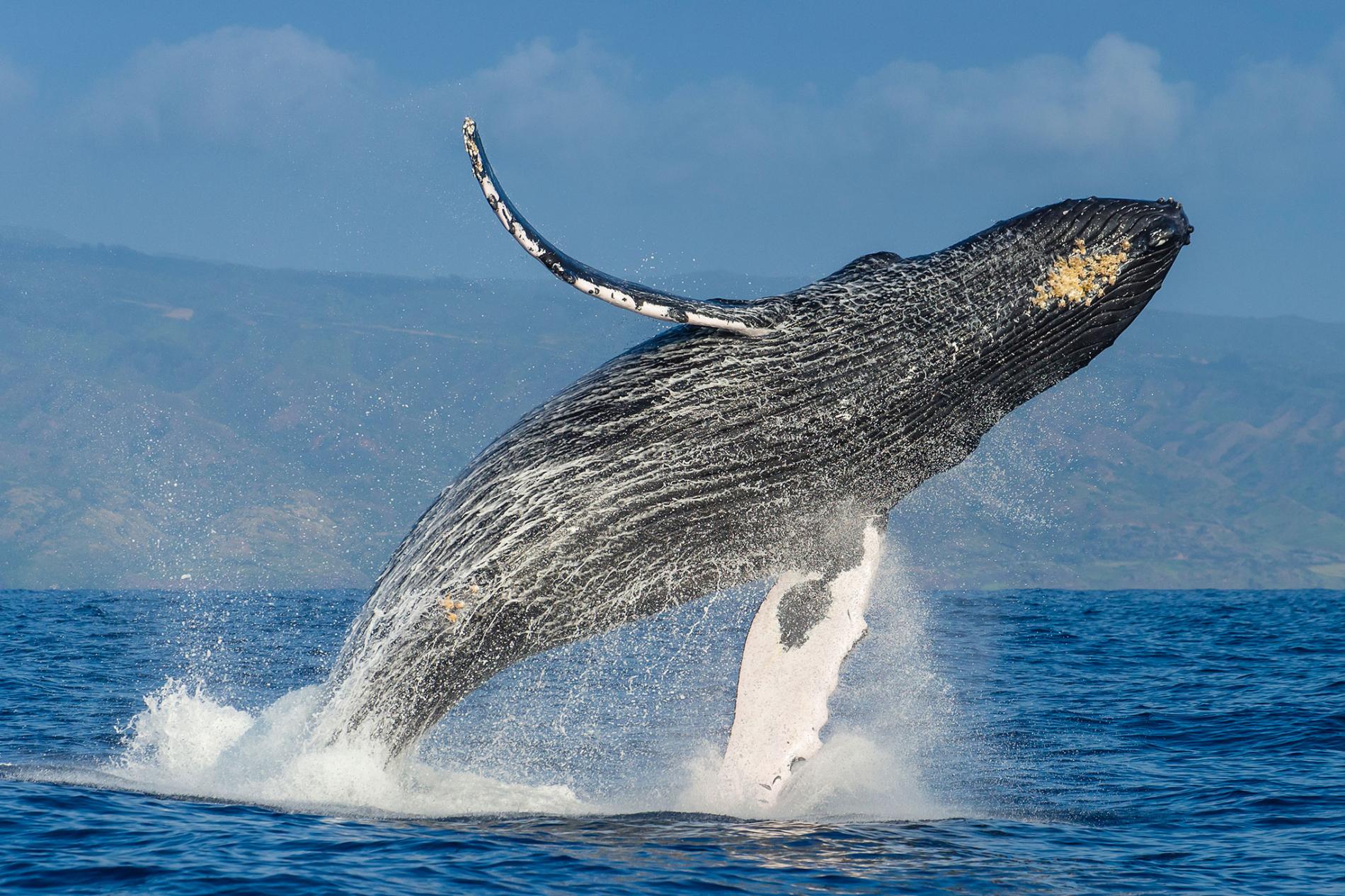 humpbackwhales