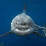 The World’s Most Dangerous Animal (it’s probably not what you&nbsp;think)